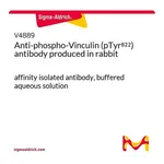 Merck Anti-phospho-Vinculin (pTyr822) antibody produced in rabbit