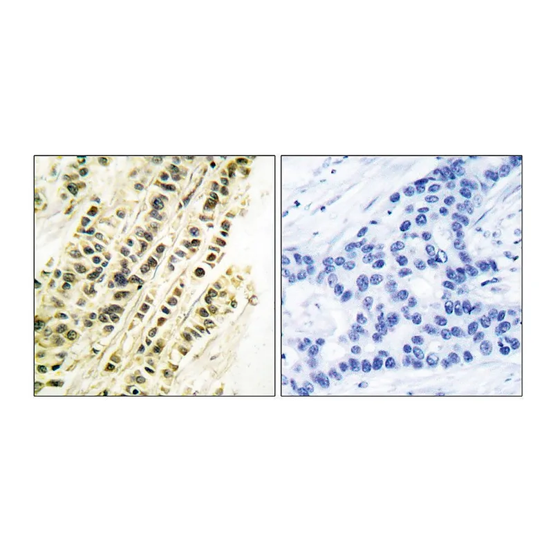 Merck Anti-SRF antibody produced in rabbit