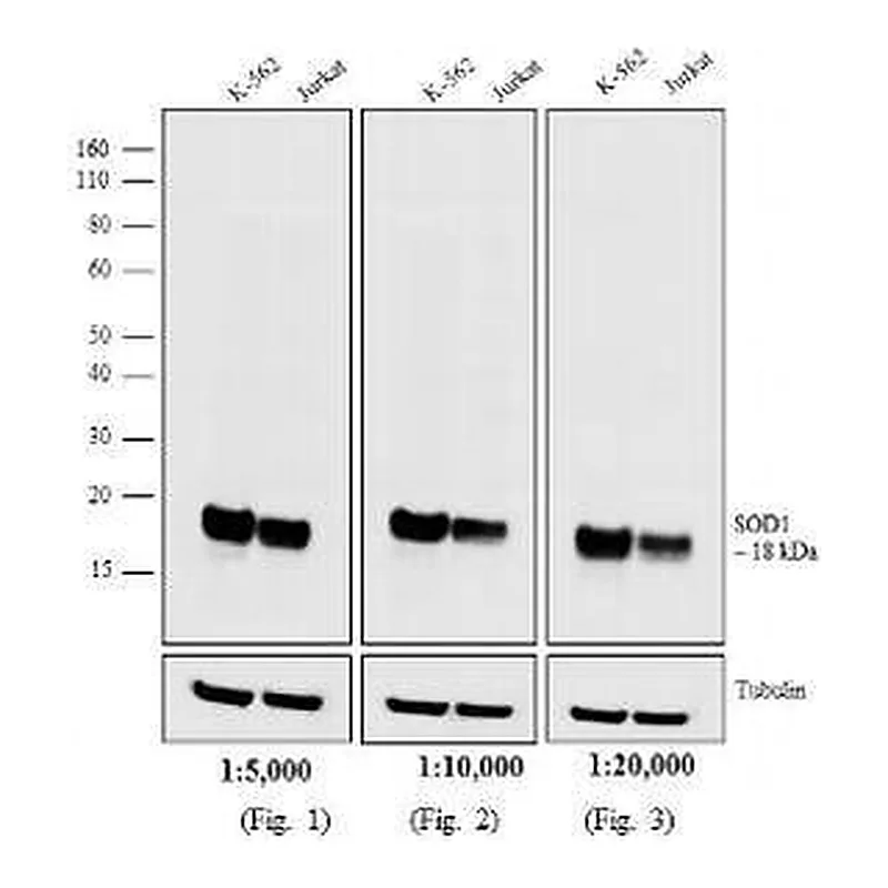 Thermo Fisher Scientific Horse anti-Mouse IgG (H+L) Secondary Antibody, Biotin