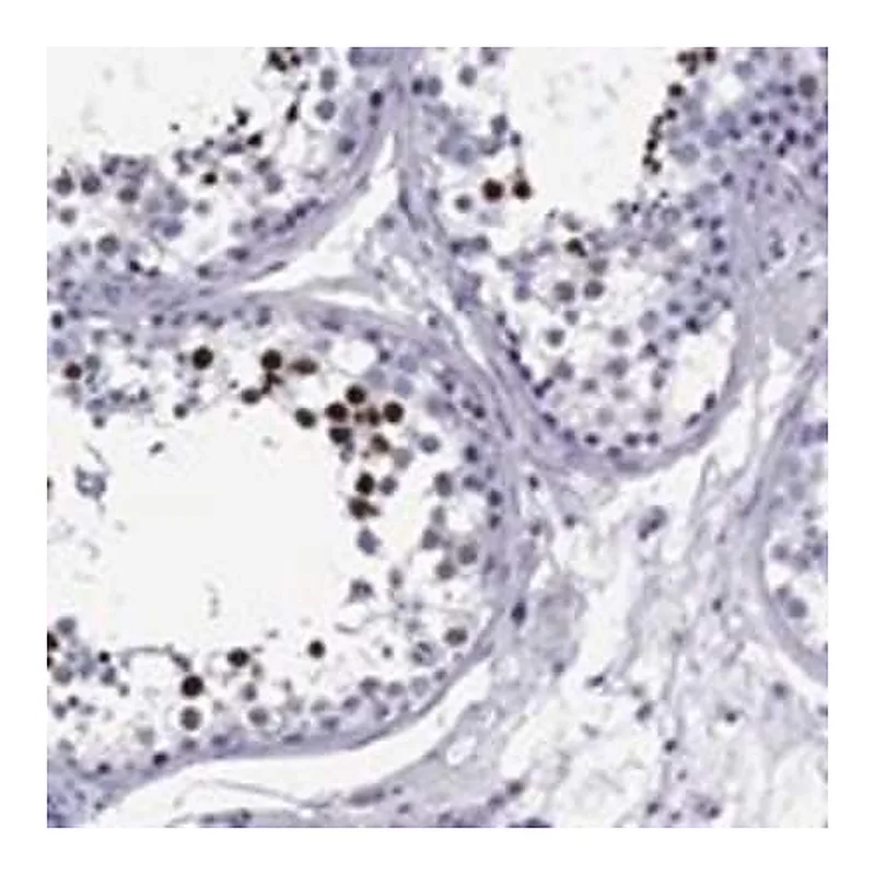 Merck Anti-TCFL5 antibody produced in rabbit