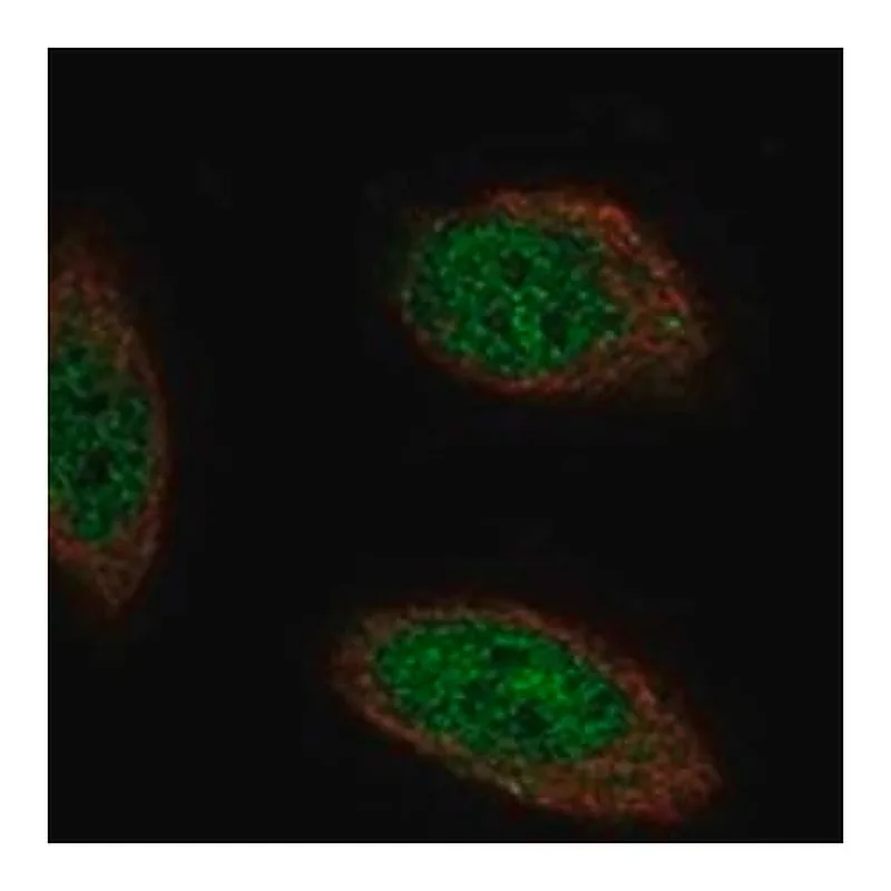 Merck Anti-TMEM267 antibody produced in rabbit