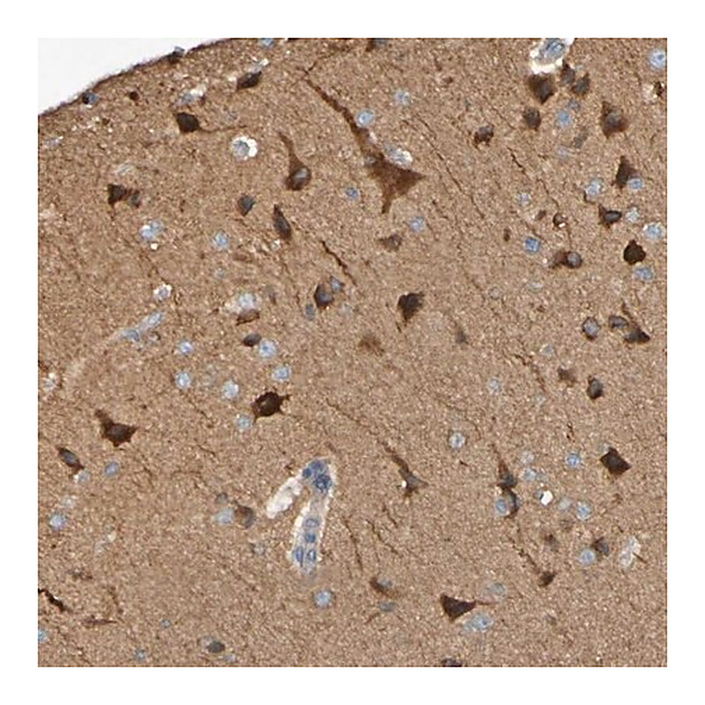 Merck Anti-SCRG1 antibody produced in rabbit