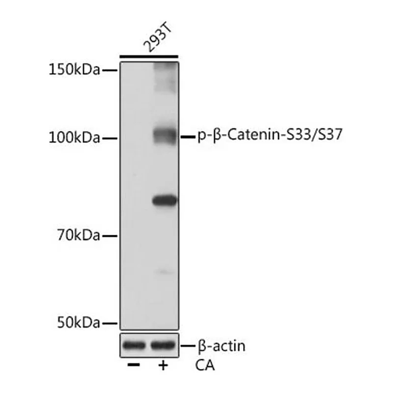 Merck Anti-Phospho-beta-Catenin-S33/S37 antibody produced in rabbit
