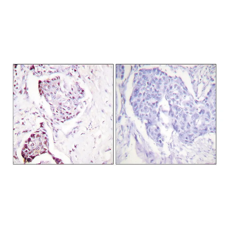 Merck Anti-Ubiquitin antibody produced in rabbit