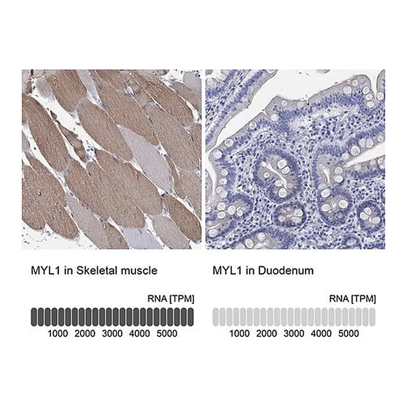 Merck Anti-MYL1 antibody produced in rabbit