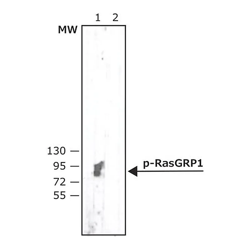 Merck Anti-phospho-RasGRP1(pThr184) antibody, Mouse monoclonal