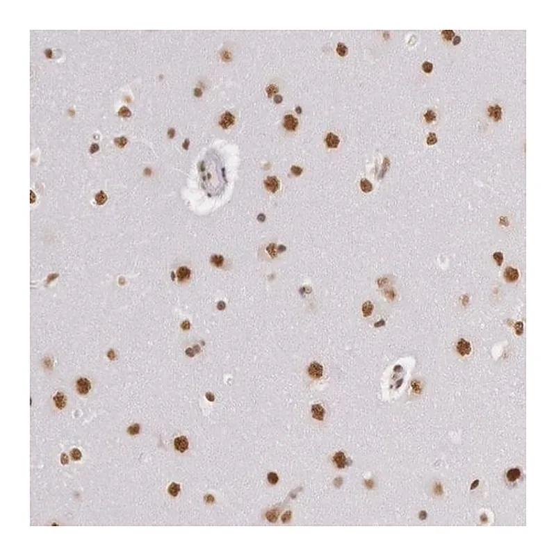 Merck Anti-HNRNPH2 antibody produced in rabbit
