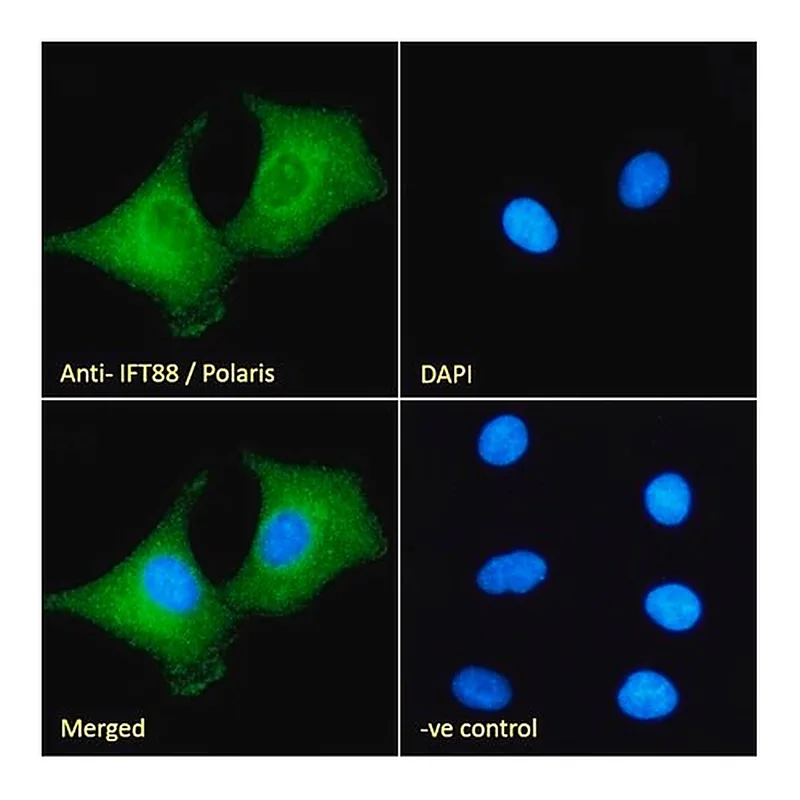 Merck Anti-IFT88/Polaris antibody produced in goat