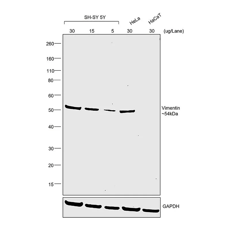 Thermo Fisher Scientific Goat anti-Mouse IgM (Heavy chain) Secondary Antibody, HRP