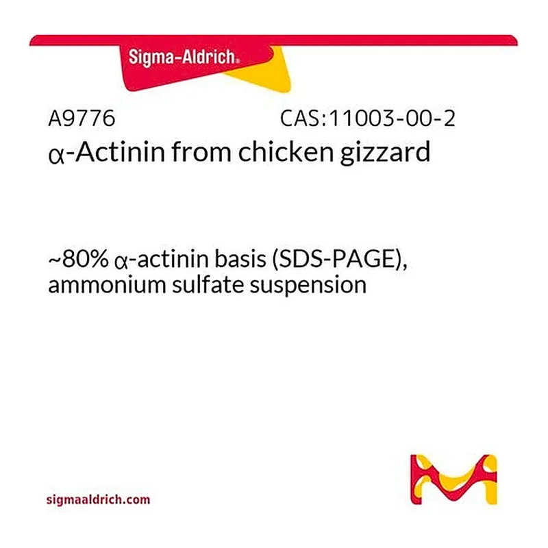 Merck alpha-Actinin from chicken gizzard