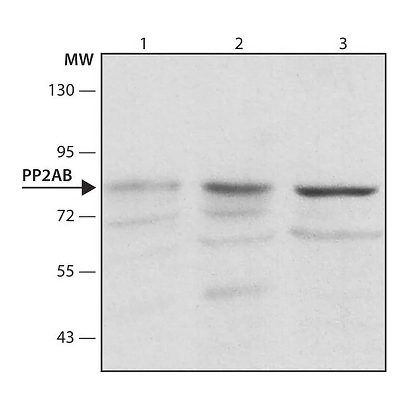 Merck Anti-PP2A subunit B isoform B56-delta antibody, Mouse monoclonal