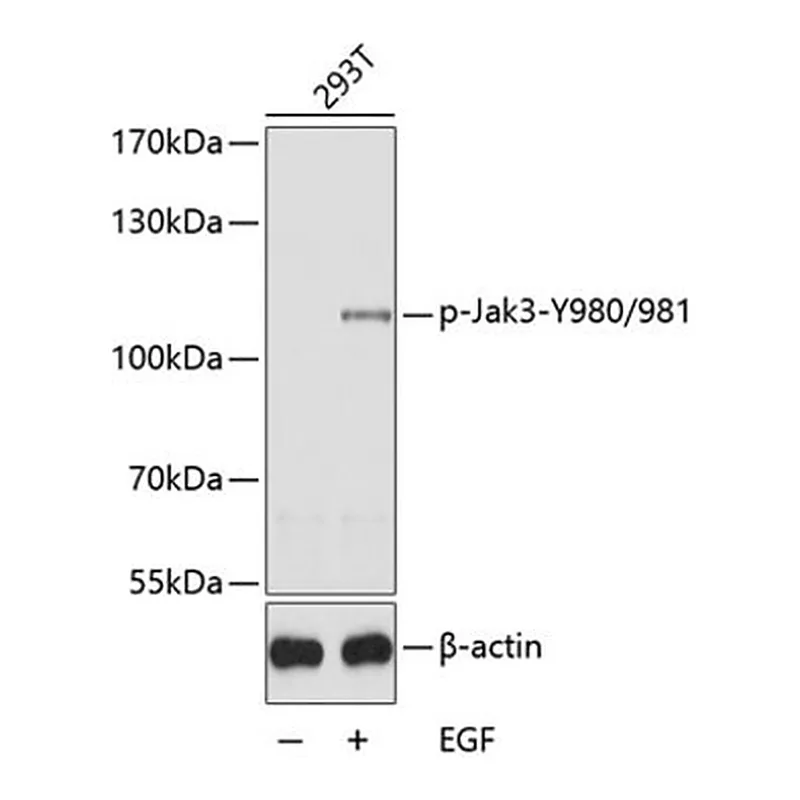 Merck ANTI-PHOSPHO-JAK3-Y980/981 ANTIBODY PRO&