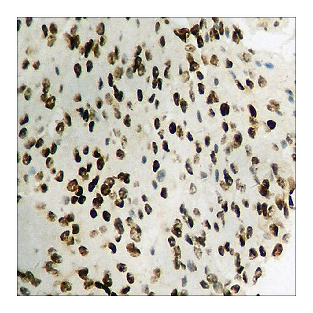 Merck Anti-phospho-STAT1 (pSer727) antibody produced in rabbit