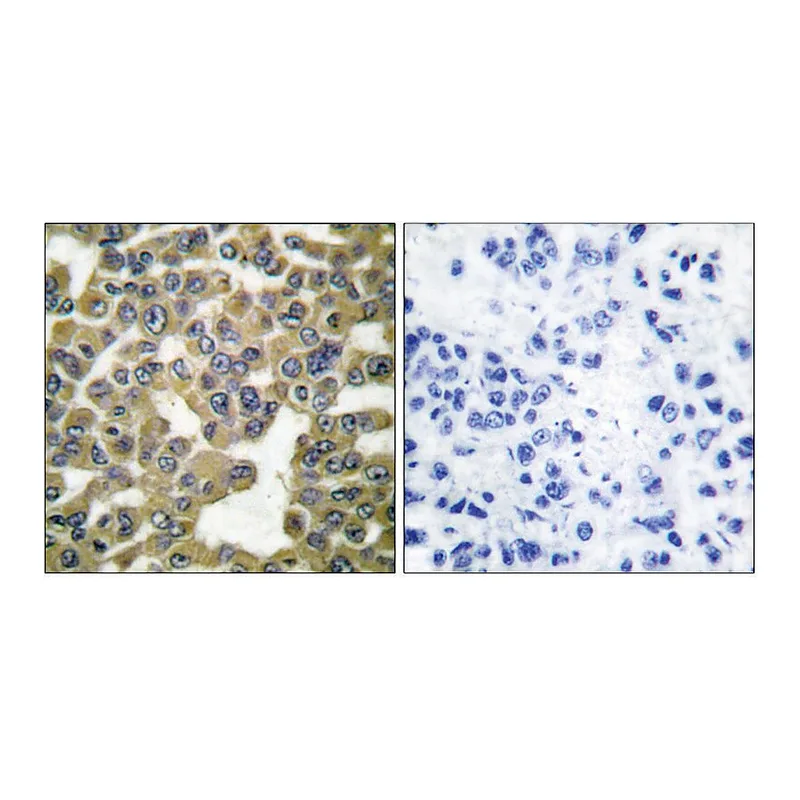 Merck Anti-MMP-13 antibody produced in rabbit