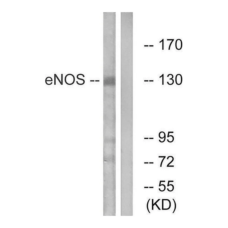 Merck Anti-ENOS antibody produced in rabbit