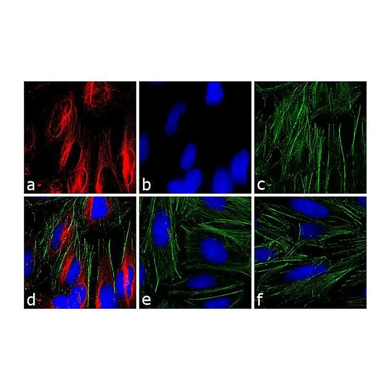 Thermo Fisher Scientific F(ab`)2-Goat anti-Mouse IgG (H+L) Cross-Adsorbed Secondary Antibody, TRITC