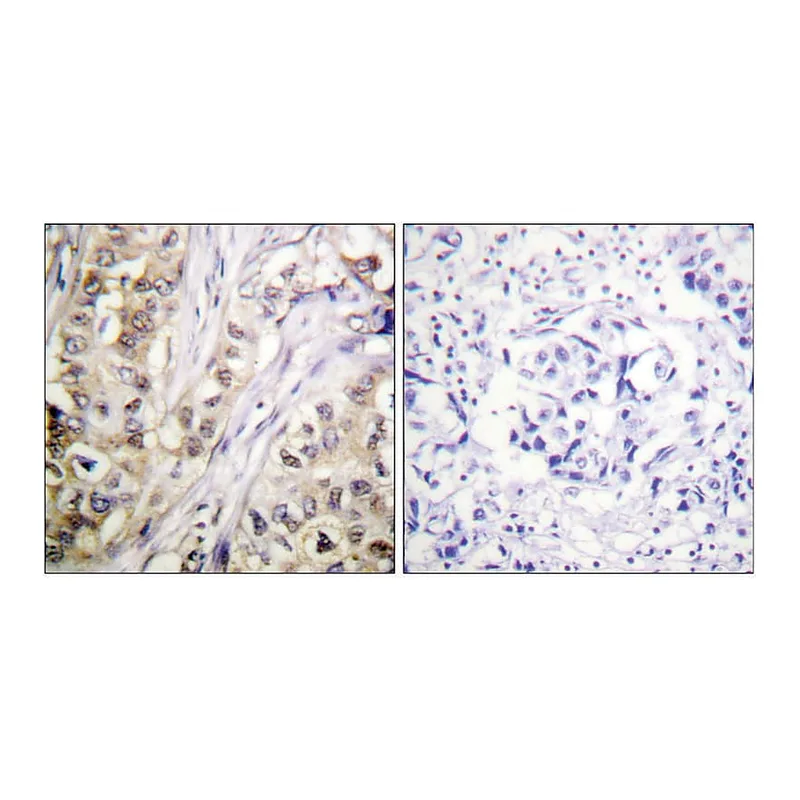Merck Anti-Survivin antibody produced in rabbit