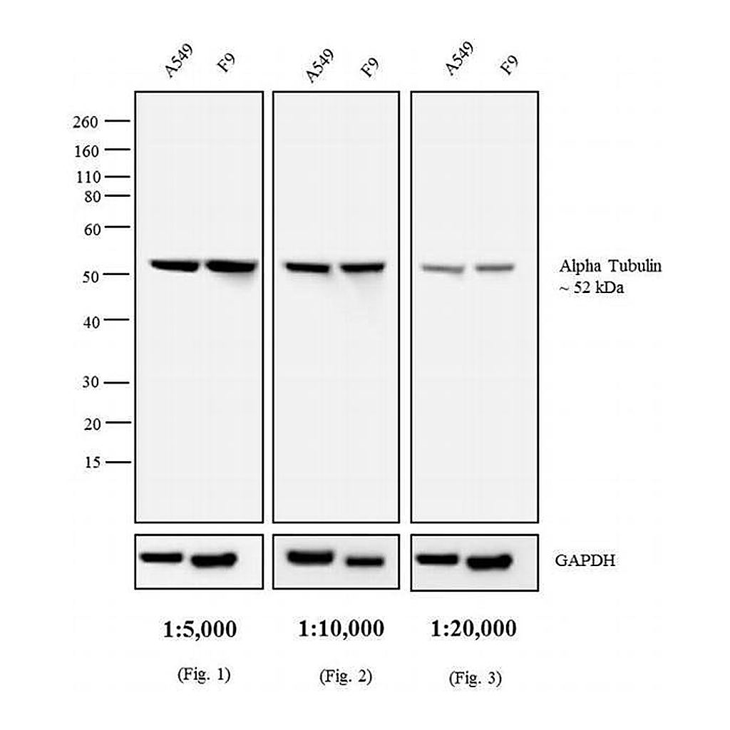 Thermo Fisher Scientific F(ab`)2-Rabbit anti-Rat IgG (H+L) Secondary Antibody, AP
