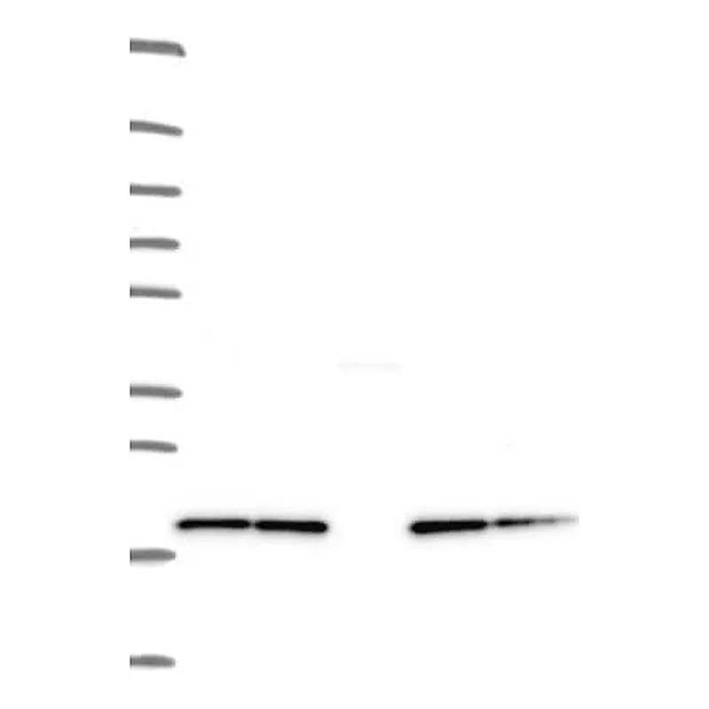 Merck Anti-NDUFB8 antibody produced in rabbit