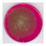 Merck Rose Bengal Chloramphenicol Agar acc. GB