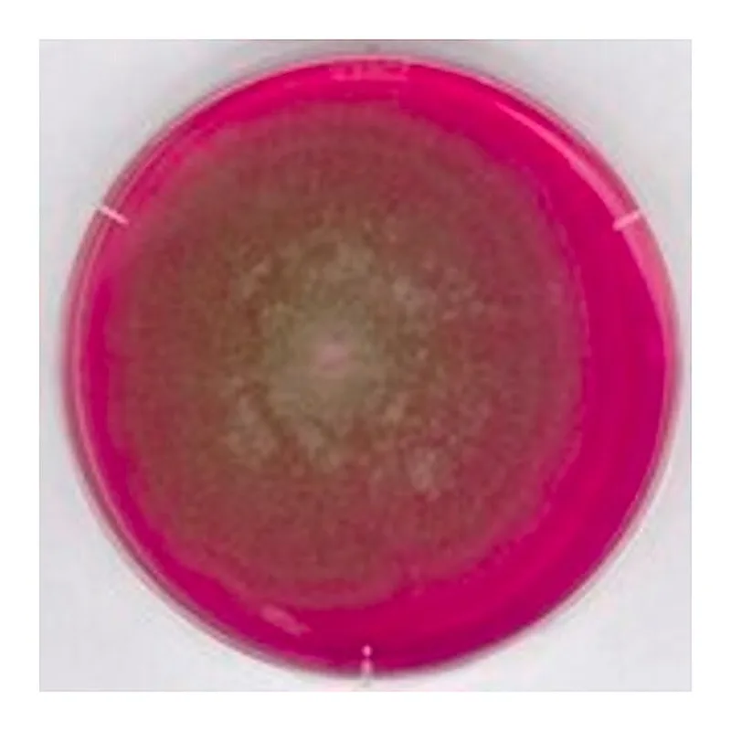 Merck Rose Bengal Chloramphenicol Agar acc. GB