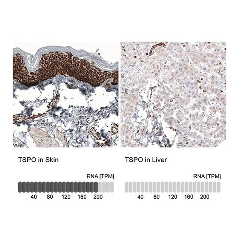 Merck Anti-TSPO antibody produced in mouse