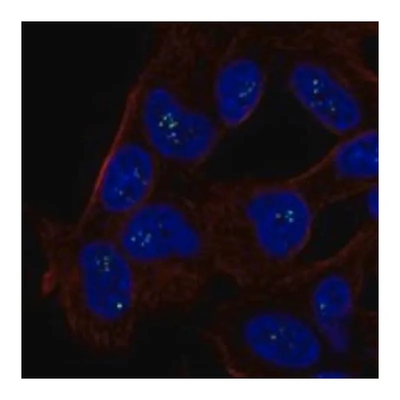 Merck Anti-ALX3 antibody produced in rabbit