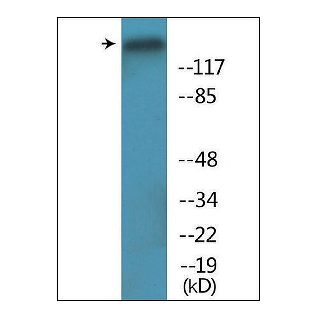 Merck Anti-phospho-Period Circadian Protein 2 (pSer662) antibody produced in rabbit