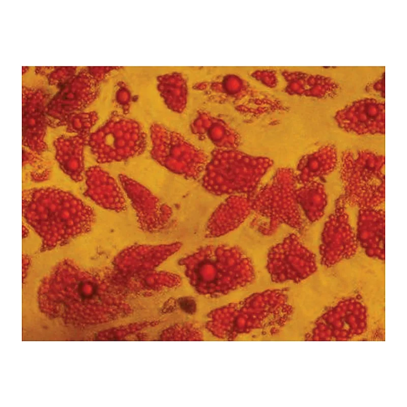 Himedia EZstain Adipocyte Staining Kit