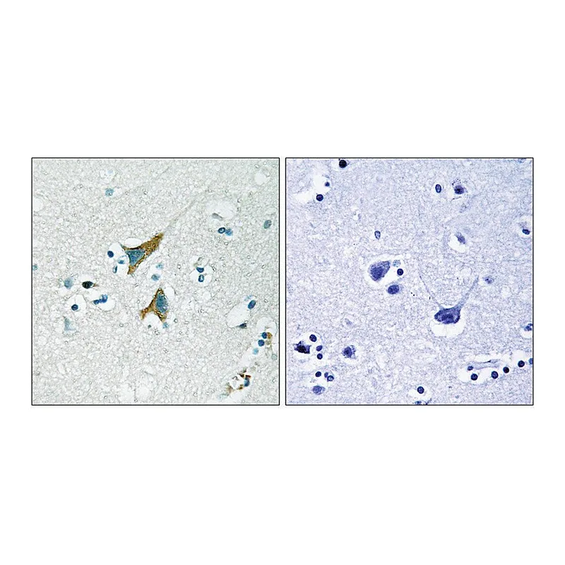 Merck Anti-MKP1 antibody produced in rabbit