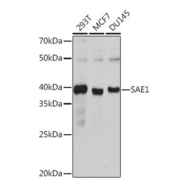 Merck Anti-SAE1 antibody produced in rabbit