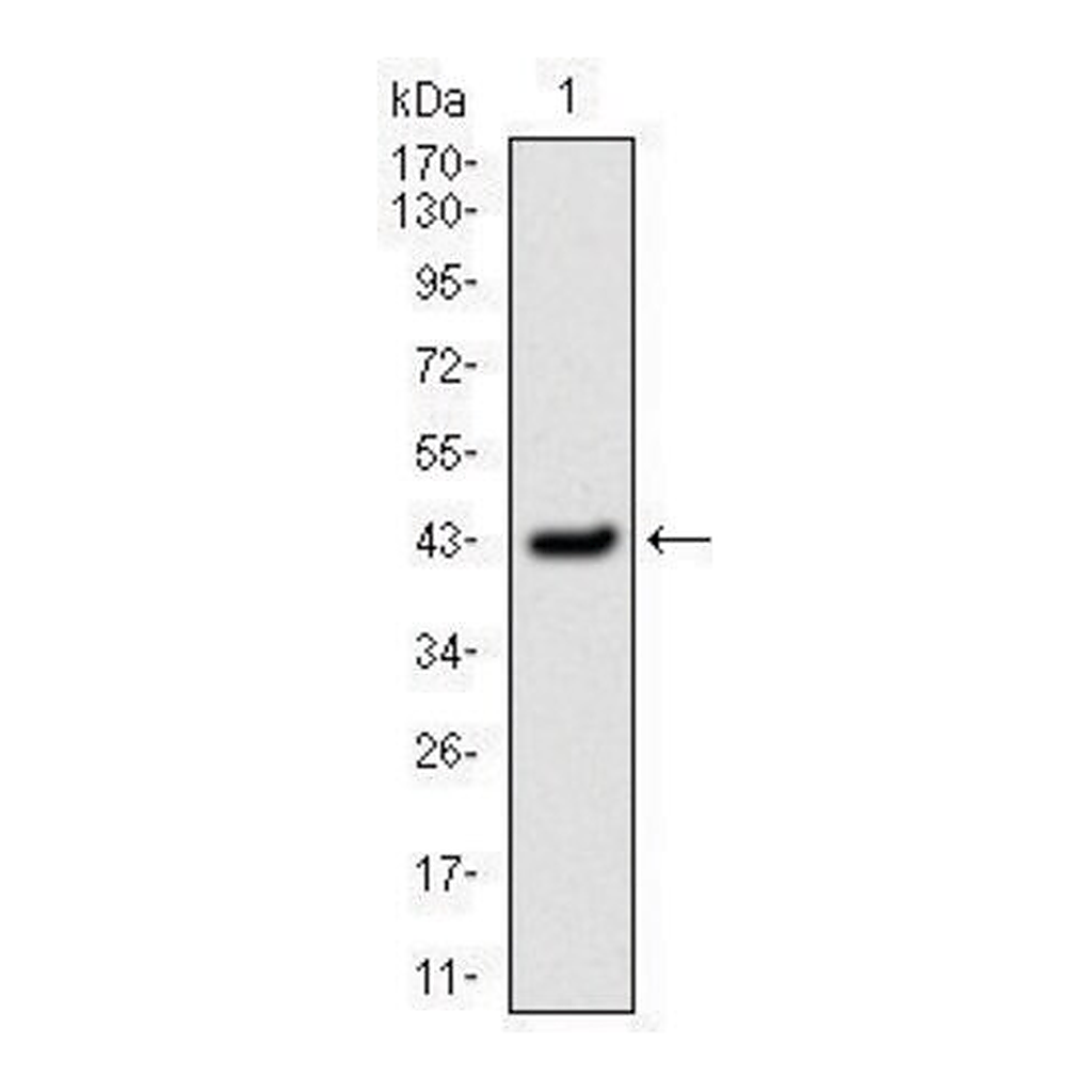 Merck Monoclonal Anti-SERPINE1 antibody produced in mouse