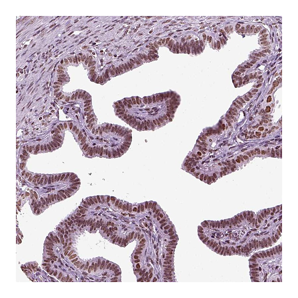 Atlas Antibodies Anti-ZNRD1 Antibody