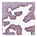 Atlas Antibodies Anti-ZNRD1 Antibody