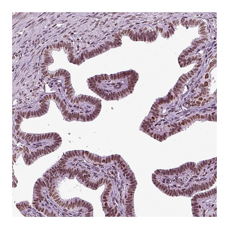 Atlas Antibodies Anti-ZNRD1 Antibody