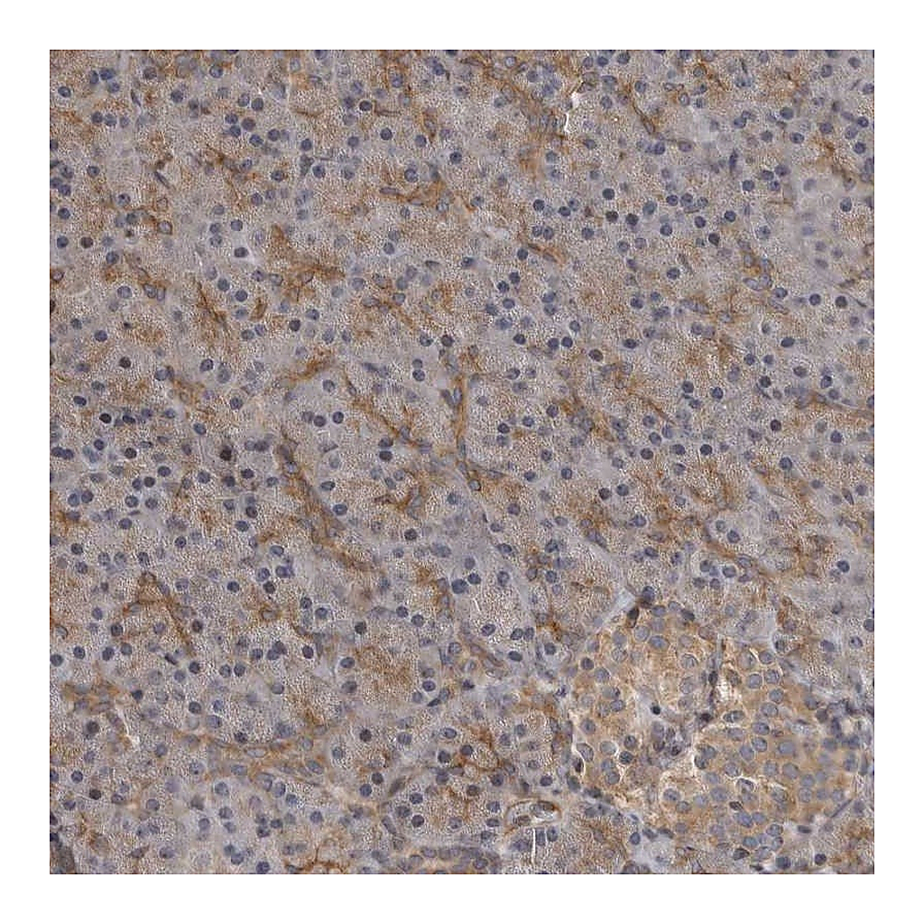 Atlas Antibodies Anti-ZNRF1 Antibody
