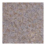 Atlas Antibodies Anti-ZNRF1 Antibody