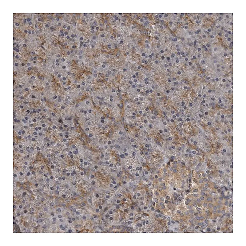 Atlas Antibodies Anti-ZNRF1 Antibody