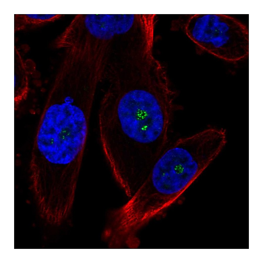 Atlas Antibodies Anti-ZNRD1 Antibody