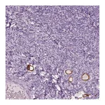 Atlas Antibodies Anti-ZP4 Antibody