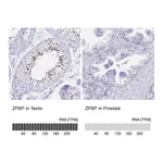 Atlas Antibodies Anti-ZPBP Antibody