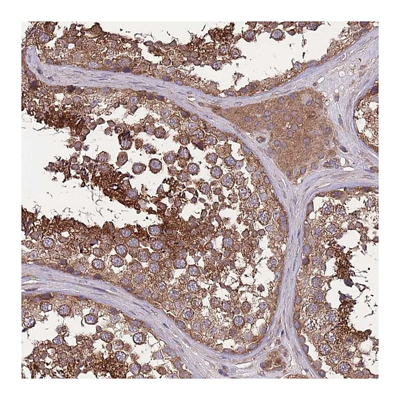 Atlas Antibodies Anti-ZPR1 Antibody