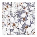 Atlas Antibodies Anti-ZRANB1 Antibody