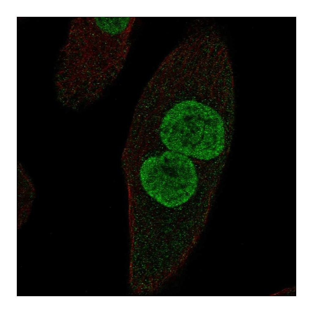 Atlas Antibodies Anti-ZPLD1 Antibody
