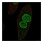 Atlas Antibodies Anti-ZPLD1 Antibody