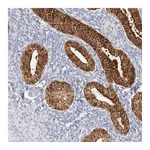 Atlas Antibodies Anti-ZRANB1 Antibody