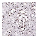 Atlas Antibodies Anti-ZRANB2 Antibody
