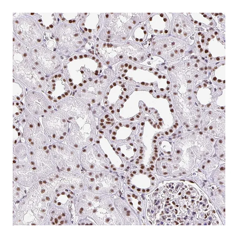 Atlas Antibodies Anti-ZRANB2 Antibody