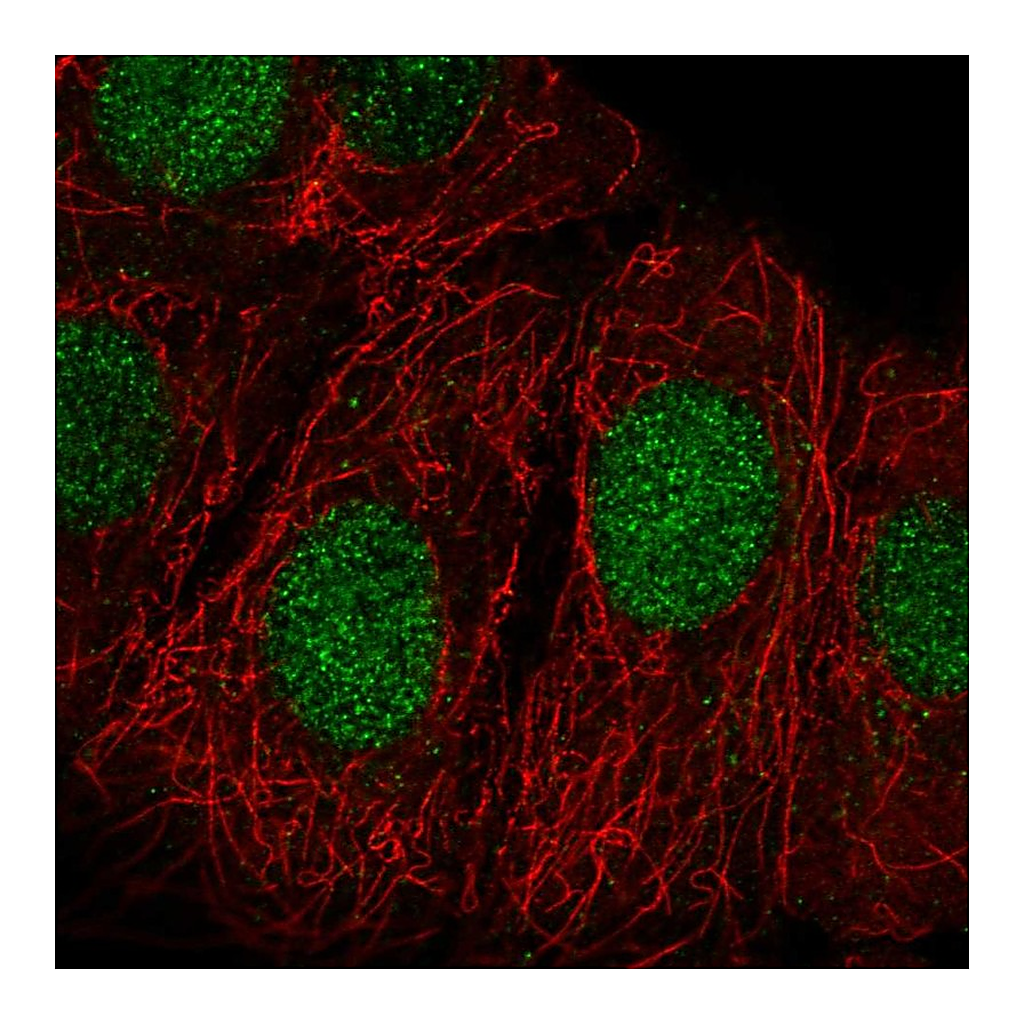 Atlas Antibodies Anti-ZRANB3 Antibody