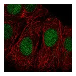 Atlas Antibodies Anti-ZRANB3 Antibody